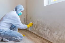 Best Black Mold Removal in Wrightwood, CA