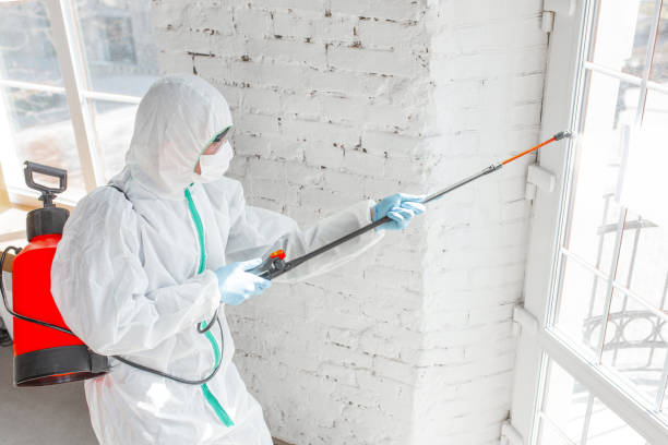 Best Biohazard Mold Removal in Wrightwood, CA